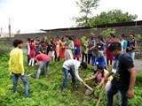 Tree Plantation